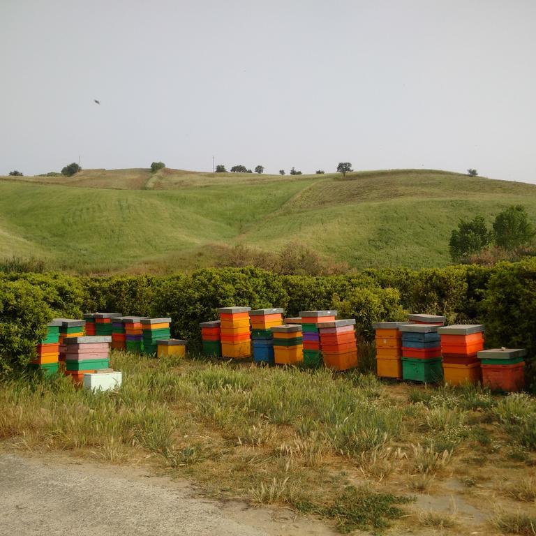 Agriturismo Trappeto Vecchio San Demetrio Corone Zewnętrze zdjęcie